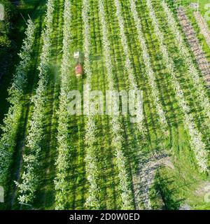 Valtellina (IT) Apfelplantagen im Chiuro Gebiet Ponte in Valtellina Luftaufnahme Stockfoto