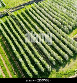 Valtellina (IT) Apfelplantagen im Chiuro Gebiet Ponte in Valtellina Luftaufnahme Stockfoto