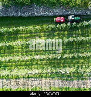 Valtellina (IT) Apfelplantagen im Chiuro Gebiet Ponte in Valtellina Luftaufnahme Stockfoto