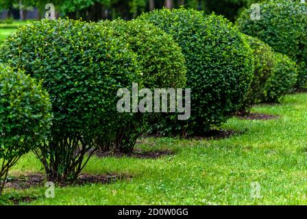 Büsche in Kugeln im Stadtpark, die topiary Kunst getrimmt Stockfoto