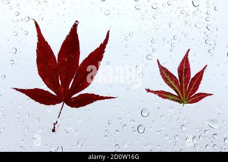 Ein Foto von herbstlichen Blättern, die an einem nassen Fenster festgeklebt sind, bedeckt mit Perlen von Regentropfen. Konzept der Herbstsaison Stockfoto