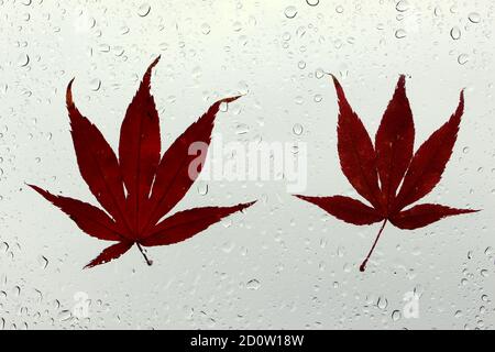 Ein Foto von herbstlichen Blättern, die an einem nassen Fenster festgeklebt sind, bedeckt mit Perlen von Regentropfen. Konzept der Herbstsaison Stockfoto