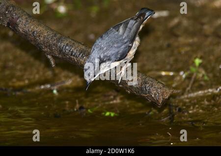 Nuthatch trinken aus Strom Stockfoto