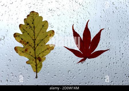 Ein Foto von herbstlichen Blättern, die an einem nassen Fenster festgeklebt sind, bedeckt mit Perlen von Regentropfen. Konzept der Herbstsaison Stockfoto