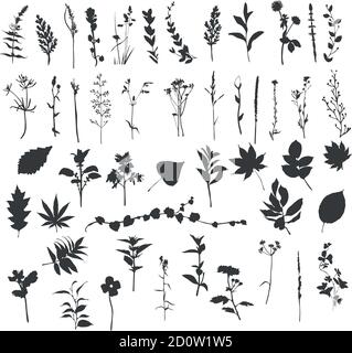 Silhouette von Zierpflanzen aus dem Feld Stock Vektor