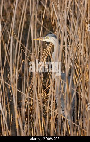 Graureiher ( Ardea cinerea) ist im Schilf versteckt, Nordrhein-Westfalen, Deutschland, Europa Stockfoto