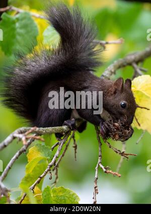 München, Deutschland. Oktober 2020. Ein Eichhörnchen frisst die Nüsse von einem Haselnussbaum. Quelle: Sven Hoppe/dpa/Alamy Live News Stockfoto