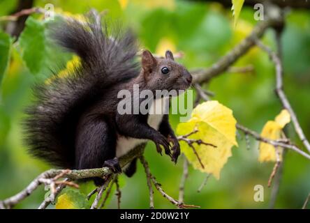 München, Deutschland. Oktober 2020. Ein Eichhörnchen sitzt auf einem Haselnussbaum. Quelle: Sven Hoppe/dpa/Alamy Live News Stockfoto