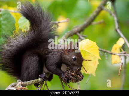 München, Deutschland. Oktober 2020. Ein Eichhörnchen frisst die Nüsse von einem Haselnussbaum. Quelle: Sven Hoppe/dpa/Alamy Live News Stockfoto