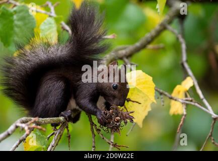 München, Deutschland. Oktober 2020. Ein Eichhörnchen frisst die Nüsse von einem Haselnussbaum. Quelle: Sven Hoppe/dpa/Alamy Live News Stockfoto