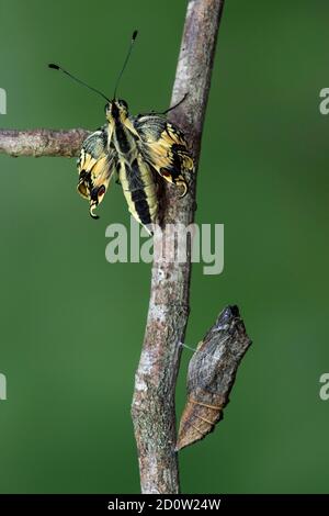 Schwalbenschwanzschmetterling (Papio machaon) entfaltet seine Flügel nach dem Schlüpfen, leere Puppenhülle aus Gürtpuppe unten, Schweiz, Europa Stockfoto