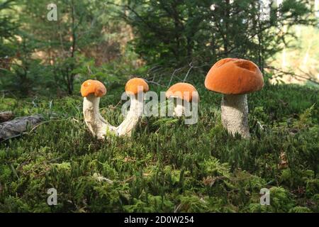 Espenrote Mütze ( Leccinum ufum) auf Mooskissen, Allgäu, Bayern, Deutschland, Europa Stockfoto