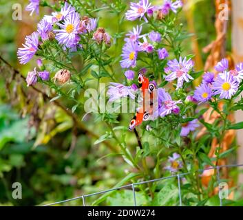 Nahaufnahme der violetten Gänseblümchen, die auf der RSPB Strumpfhaw wachsen Naturschutzgebiet mit einem streunenden Pfauenschmetterling, der auf einem ruht Der Blumenköpfe Stockfoto