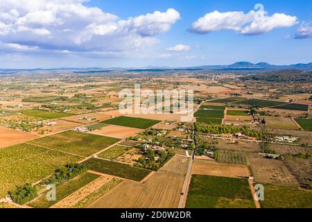 Luftbild, Landwirtschaft, Felder mit Olivenbäumen, in der Nähe von Santa Eugenia und Santa Maria, Mallorca, Balearen, Spanien, Europa Stockfoto