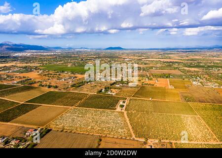 Luftbild, Landwirtschaft, Felder mit Olivenbäumen, in der Nähe von Santa Eugenia und Santa Maria, Mallorca, Balearen, Spanien, Europa Stockfoto