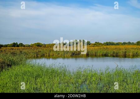 Ein Blick über den See, Reedbeds und Sümpfe aus dem Vogelschutzgebiet RSPB Strumpshaw Nature Reserve im ländlichen Norfolk Stockfoto