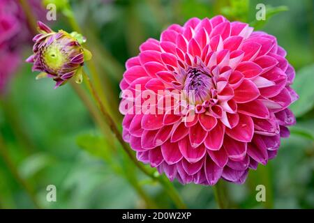 Dekorative Dahlie, Sorte Anne Sophie (Dahlie), karminrote Blume, Nordrhein-Westfalen, Deutschland, Europa Stockfoto