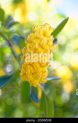 Argyrocytisus battandieri, der Ananasbesen oder marokkanischer Besen ist eine Art blühender Pflanze in der Familie der Hülsenfrüchte Stockfoto