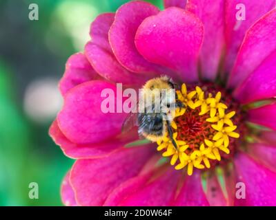 Nahaufnahme Hummel auf rosa Zinnia elegans ffower in Blüte Stockfoto