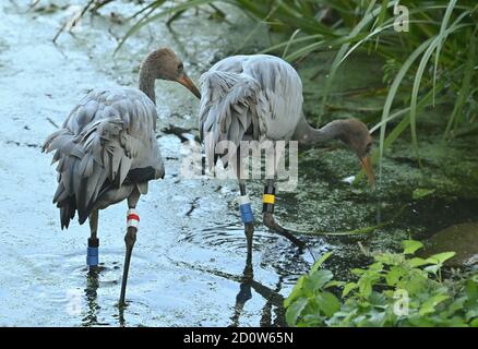 21. September 2020, Brandenburg, Steinhöfel: Zwei junge Kraniche (Grus grus), die von der Tier- und Naturschützerin Beate Blahy aufgezogen werden, stehen in einem kleinen Teich. Kraniche haben in diesem Jahr nur wenige Nachkommen in Brandenburg. Der Grund dafür ist die Dürre. Es fehlt an geeigneten Brutplätzen und Futter. Anstatt in freier Wildbahn aufgezogen zu werden, werden Jungvögel zunehmend von Menschen aus einer falschen Liebe zu Tieren aufgezogen. Das ist auch alarmierend. Foto: Patrick Pleul/dpa-Zentralbild/ZB Stockfoto