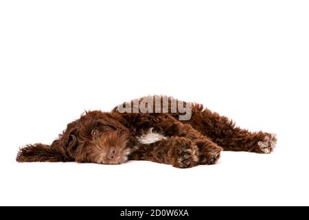 Schokolade Cockapoo Welpe Hund vor einem weißen Hintergrund Stockfoto