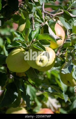 Große süße braeburn Äpfel reifen auf Baum in Obstgarten Nahaufnahme Stockfoto