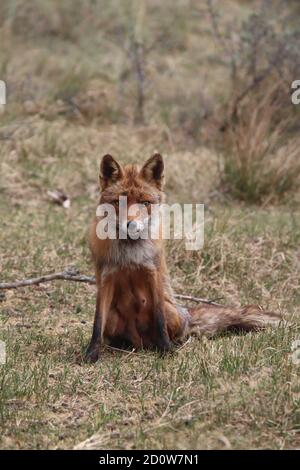 Sitzender Rotfuchs schaut in die Kamera. Stockfoto