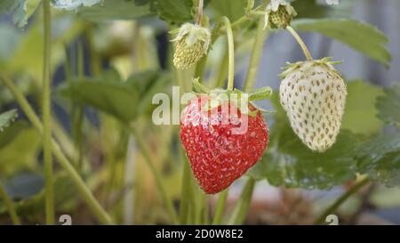 Nahaufnahme einer reifen Erdbeere, die von einer Pflanze mit anderen Erdbeeren herum hängt. Die Kamera gleitet langsam von rechts nach links und zeigt die leuchtend roten Früchte. Stockfoto