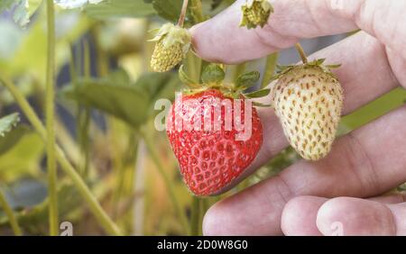Nahaufnahme einer Hand, die eine reife Erdbeere hängend hält Von einer Pflanze mit anderen Erdbeeren herum Stockfoto