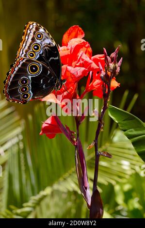Blauer Morpho Schmetterling auf Canna generalis Präsident blüht im Sommer Stockfoto