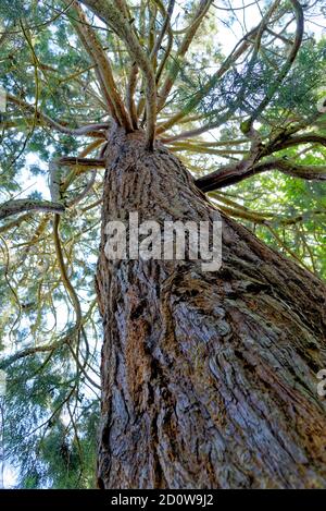 Giant Redwood - Sequoiadendron giganteum ist die einzige lebende Art in der Gattung Sequoiadendron, und eine von drei Arten von Nadelbäumen bekannt als Stockfoto