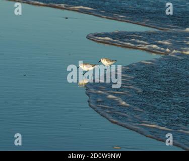 Sandpiper fortern am Strand bei Assateague Island National Seashore. Stockfoto