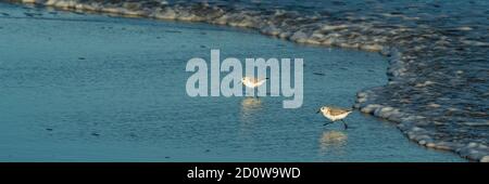 Sandpiper fortern am Strand bei Assateague Island National Seashore. Stockfoto