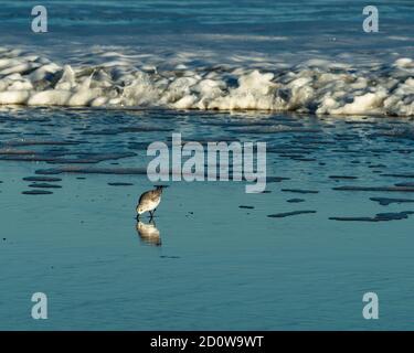 Sandpiper fortern am Strand bei Assateague Island National Seashore. Stockfoto