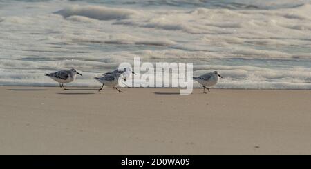 Sandpiper fortern am Strand bei Assateague Island National Seashore. Stockfoto