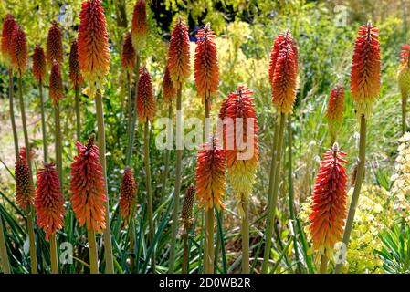 Kniphofia, auch Tritoma, Red Hot Poker, Fackel Lilie oder Poker-Pflanze genannt, ist eine Gattung von mehrjährigen blühenden Pflanzen in der Familie Asphodelaceae Stockfoto