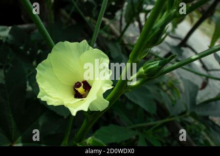 Schöne gelbe und lila Okra oder Okro oder Dame Finger Blume im heimischen Garten Stockfoto