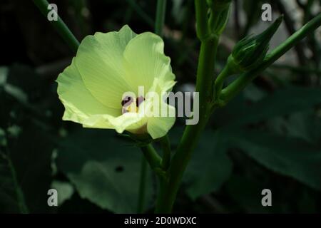 Okra oder Okro oder Damenfinger gelb und lila Blume n der Hausgarten Stockfoto