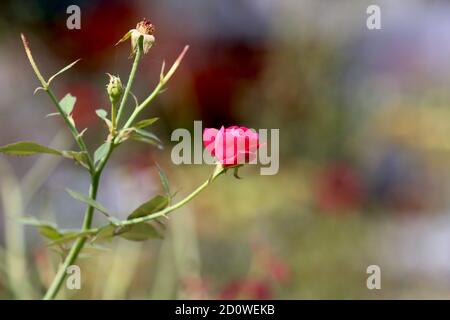 Kleine blühende Rosen Stockfoto