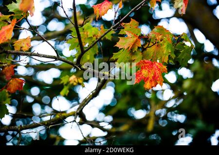 Blätter werden rot und orange auf Ahornbaum Äste, Zeichen des Herbstes, Herbst kommt, perfekt für Saison Grußkarte Stockfoto