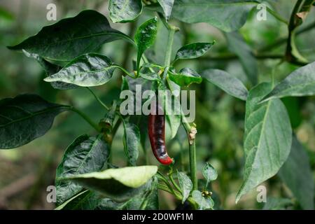 Rote und schwarze Chili pfeffrige Pfefferpflanze im Haus Garten Stockfoto