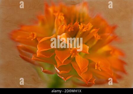 Eine Orange Milchwürzeblume in South Carolina mit Hintergrundtextur. Stockfoto