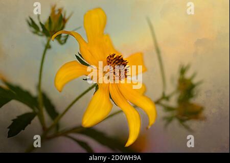 Tickseed Bettler-Zeckenblume aus einem Feld in NC mit einem strukturierten Hintergrund. Stockfoto
