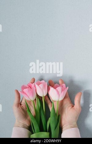 Frau Hand halten rosa Tulpe Blumen Bouquet auf blauem Hintergrund. Flach liegend, Draufsicht festlich Frühling floral Konzept. Stockfoto