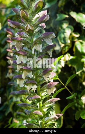 Acanthus Mollis Blume, allgemein bekannt als Bärenhose, Seemannsdock, Bärenfuß oder Austernpflanze Stockfoto