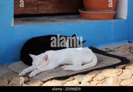 Zwei Katzen in Escusa bei einem Nachmittagsschläfchen auf einer Fußmatte! Stockfoto