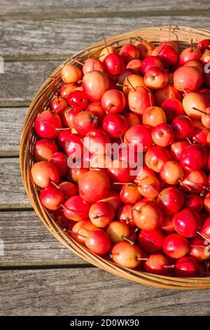 Frisch geerntete Krabbenäpfel in einem Korb Stockfoto
