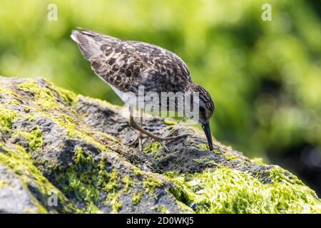 Ein wenig Sandpiper auf einem mit Algen bedeckten Felsen am Meer. Stockfoto