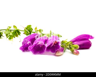 Roter Handschuh Digitalis purpurea isoliert auf weißem Hintergrund Stockfoto