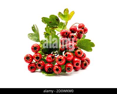 Weißdorn Crataegus monogyna isoliert auf weißem Hintergrund Stockfoto